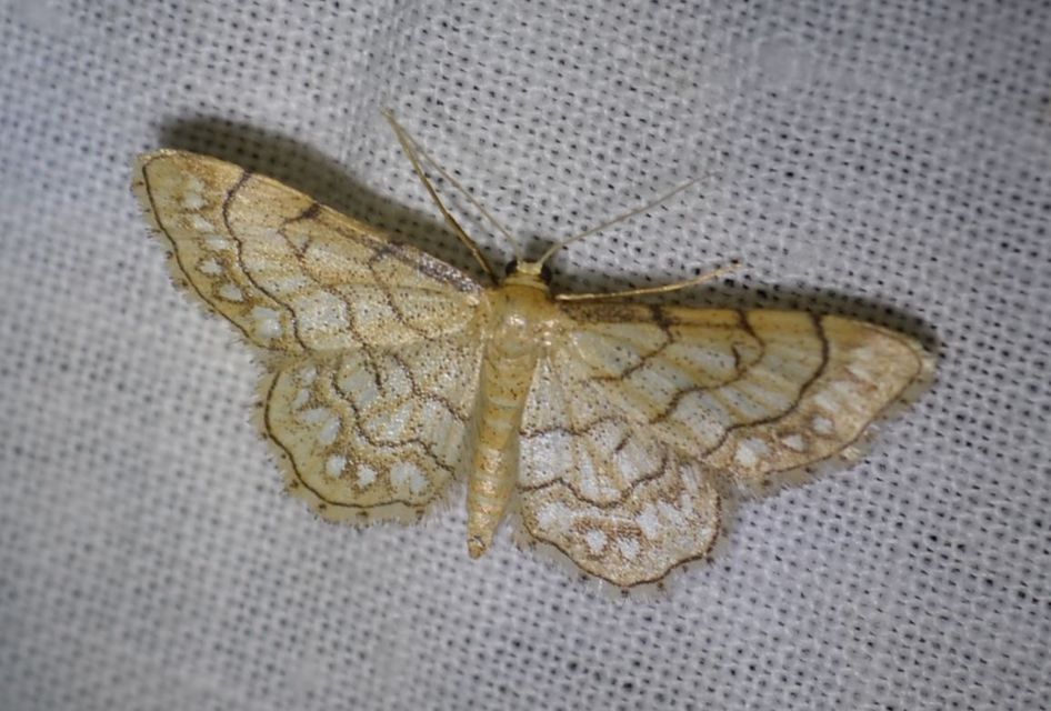 Idaea moniliata - gyöngyös apróaraszoló