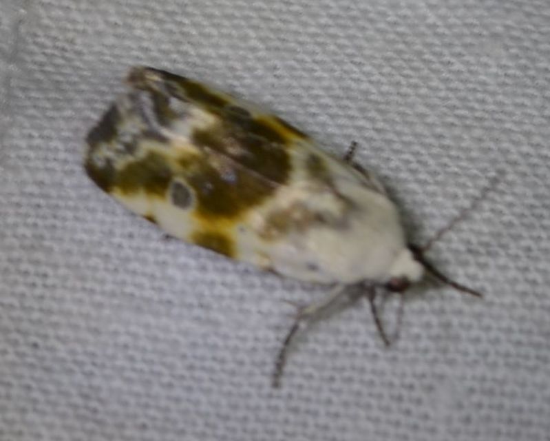 Ponometia candefacta - parlagfűbagoly