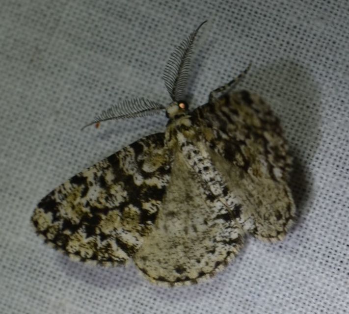 Fagivorina arenaria - bükkfaaraszoló