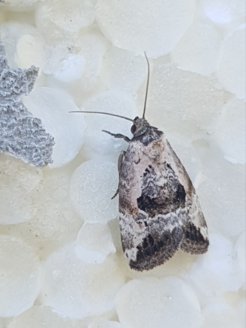 Hapalotis venustula - rózsaszínű mázasbagoly