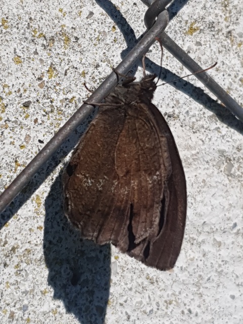 Minois dryas - fekete szemeslepke