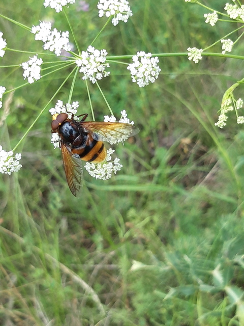 Volucella zonaria - kétöves pihelégy