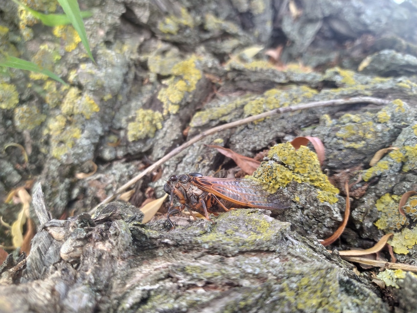 Tibicina haematodes - óriás-énekeskabóca