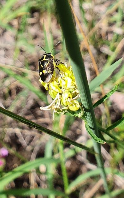 Eurydema oleracea - paréjpoloska Eurydema oleracea - paréjpoloska