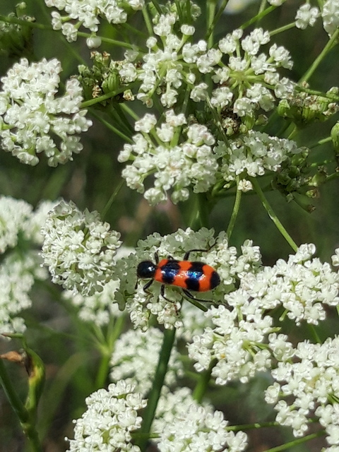 Trichodes apiarius - szalagos méhészbogár