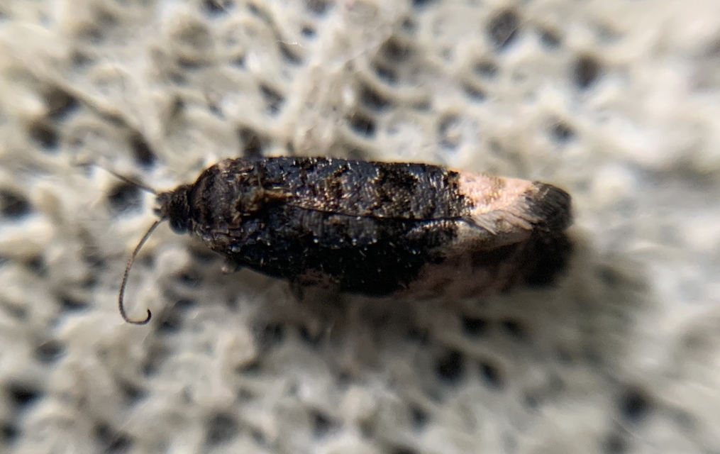 Metendothenia atropunctana - pettyes tükrösmoly
