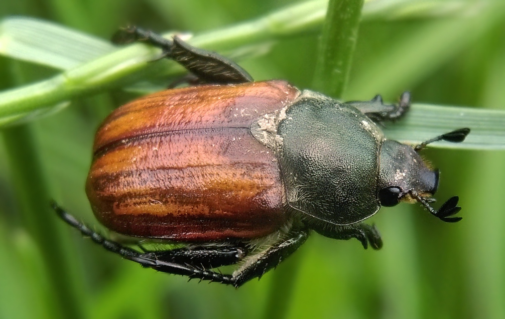 Anisoplia tempestiva - gabonaszipoly