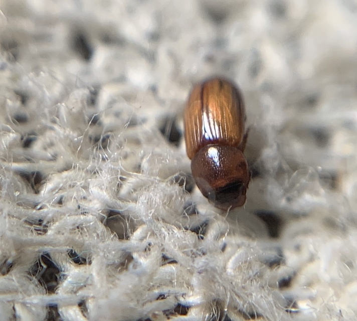 Aphodius sturmi - vöröses trágyabogár
