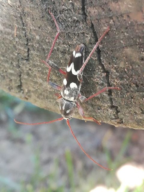 Isotomus speciosus - nyírfa-darázscincér