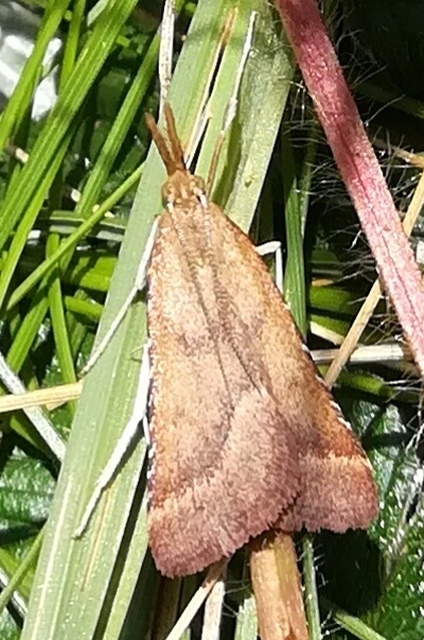 Synaphe punctalis - hosszúlábú fényilonca