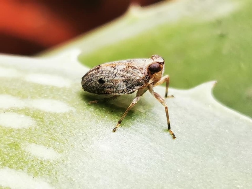 Issus coleoptratus