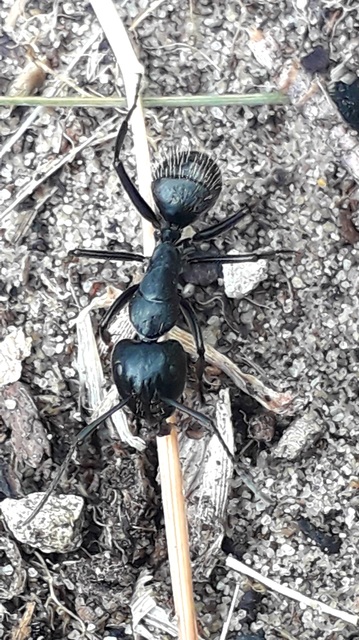 Camponotus vagus - fekete lóhangya