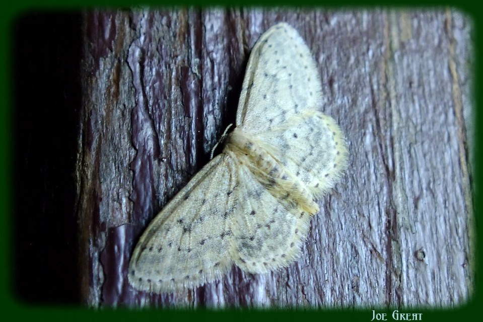 Idaea seriata - szürke apróaraszoló