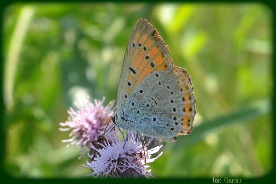 Lycaena dispar rutilus - nagy tűzlepke