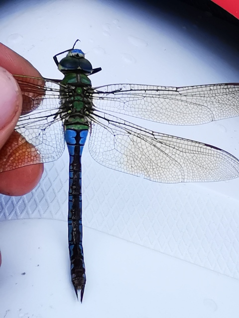 Anax imperator - zöld óriásacsa