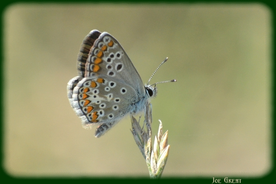 Aricia agestis - szerecsenboglárka