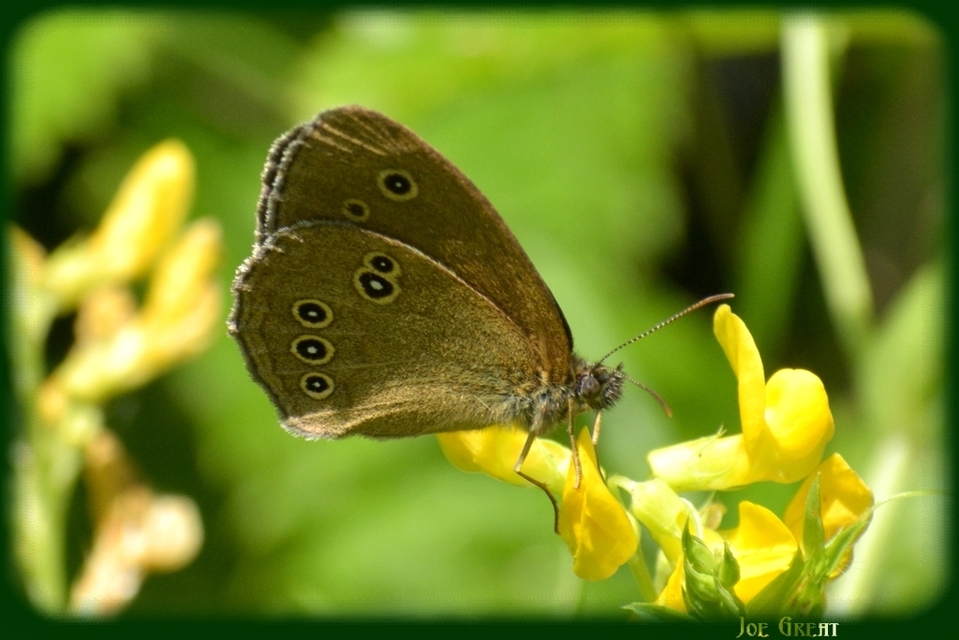 Aphantopus hyperanthus - közönséges ökörszemlepke