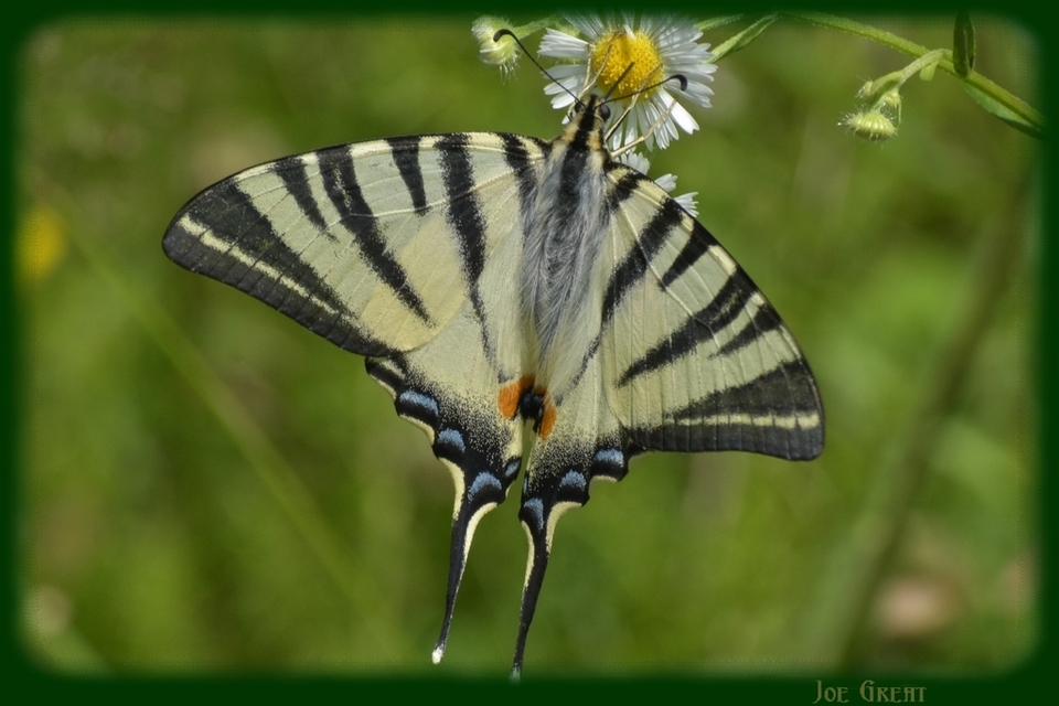 Iphiclides podalirius - kardoslepke