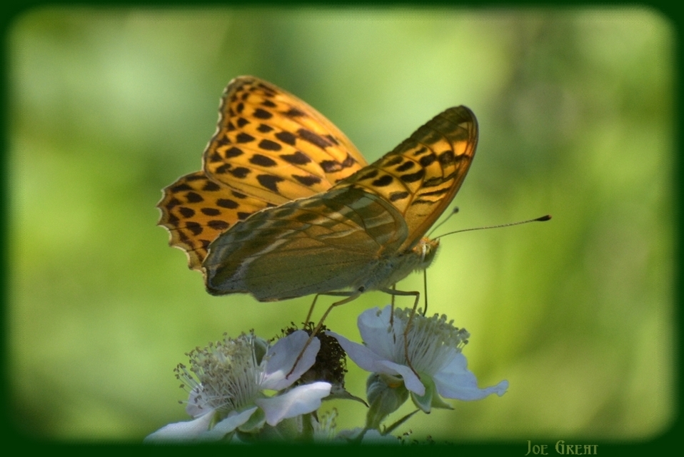 Argynnis paphia - nagy gyöngyházlepke