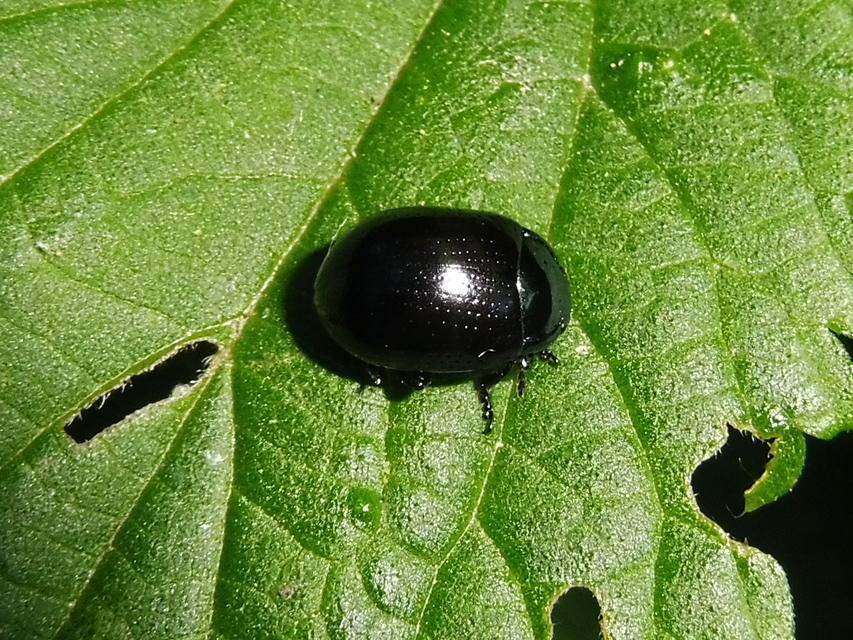 Chrysolina oricalcia - bronzos levélbogár