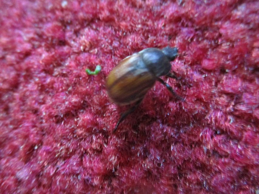 Anisoplia tempestiva - gabonaszipoly