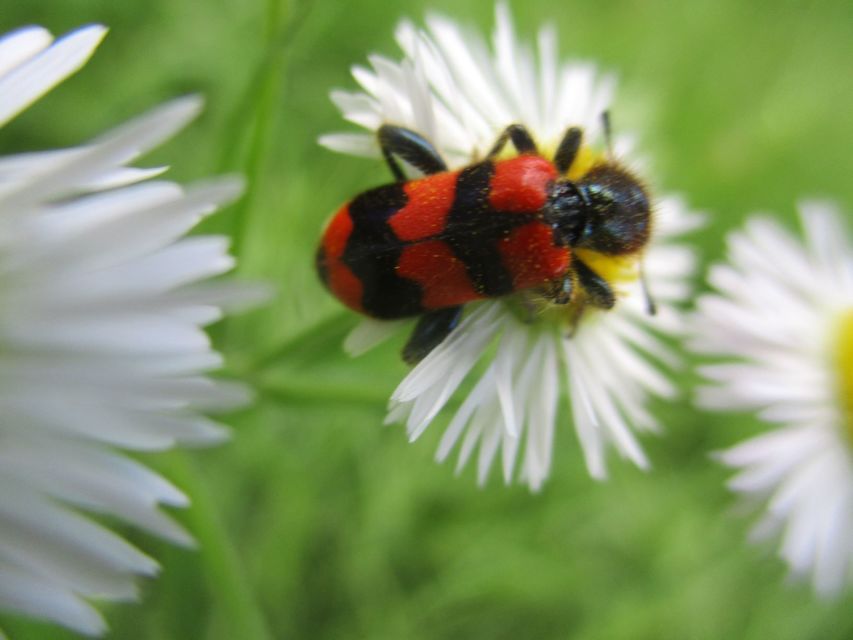 Trichodes apiarius - szalagos méhészbogár