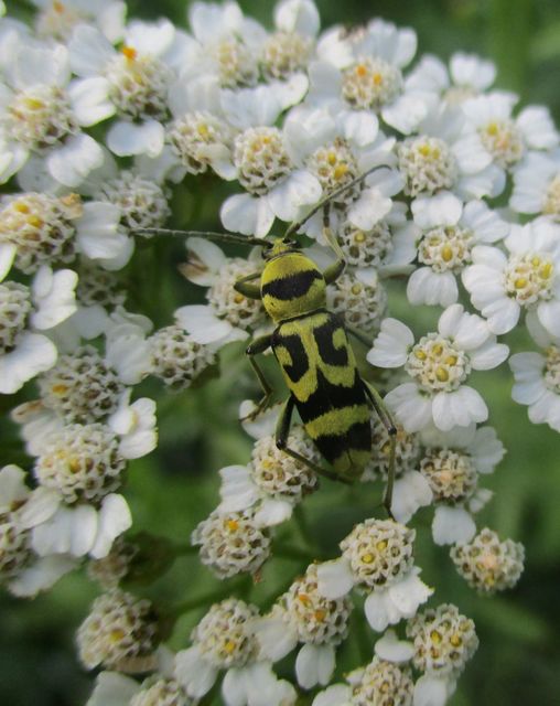Chlorophorus varius - díszes darázscincér