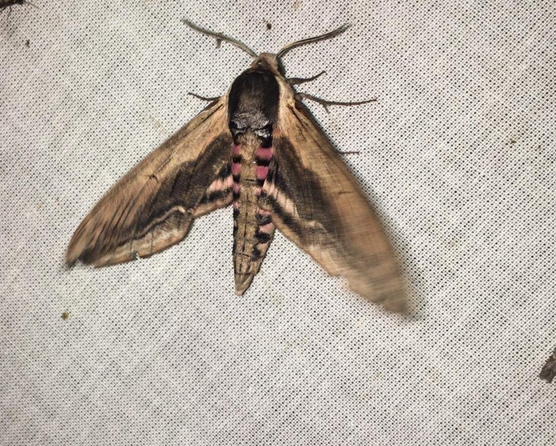 Sphinx ligustri - fagyalszender
