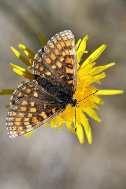 Melitaea athalia - közönséges tarkalepke Melitaea athalia - közönséges tarkalepke