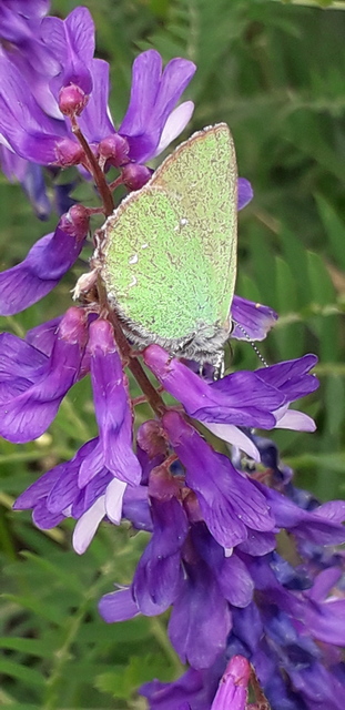 Callophrys rubi - zöldfonákú lepke