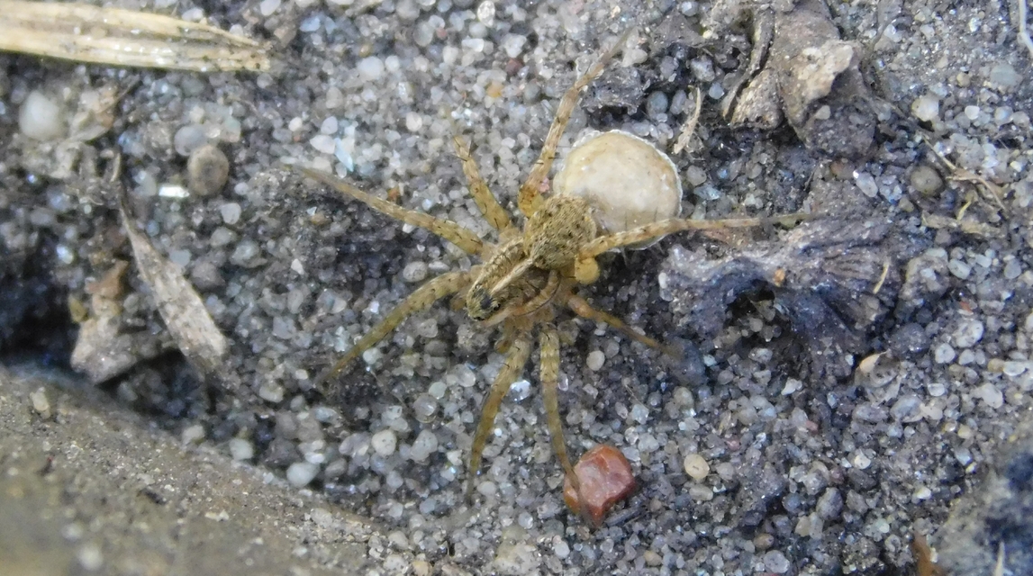 Pardosa agrestis - pusztai farkaspók