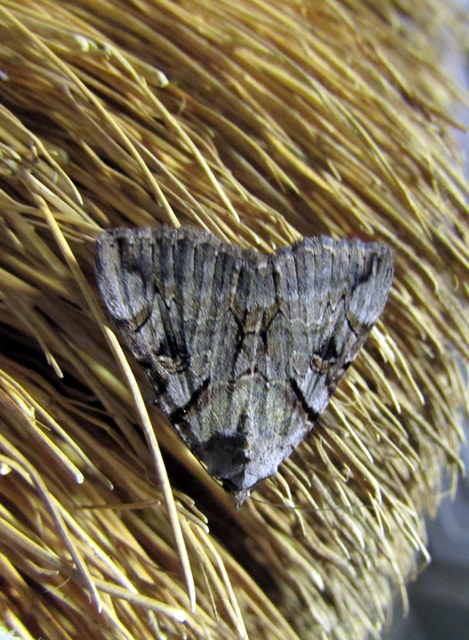 Catocala hymenaea - kökény-övesbagoly