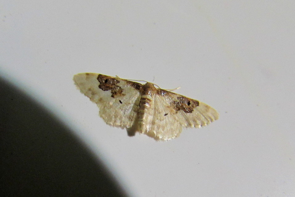 Idaea rusticata - tarka apróaraszoló