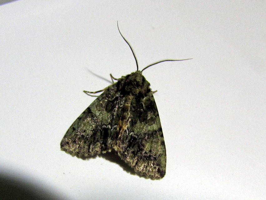Polyphaenis sericata - selyemfényű erdeibagoly