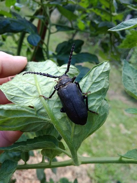Prionus coriarius - csőszcincér