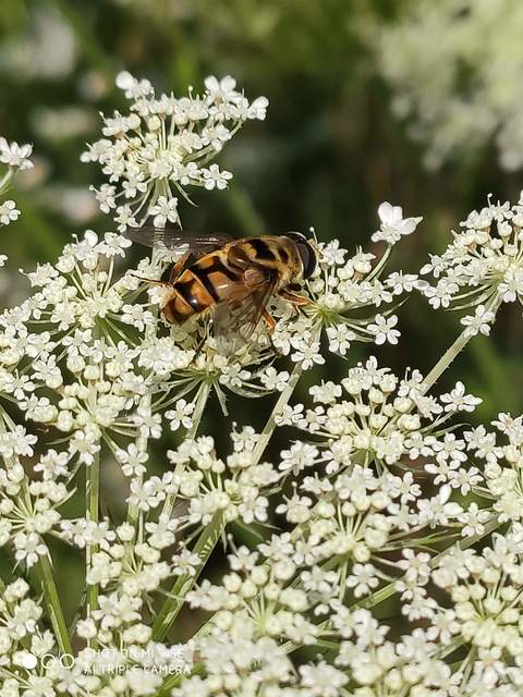 Myathropa florea - halálfejes odúlégy