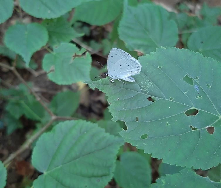 Celastrina argiolus - bengeboglárka