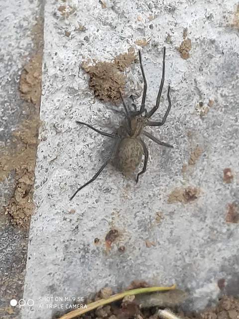 Eratigena agrestis - réti zugpók