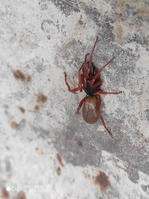 Dysdera