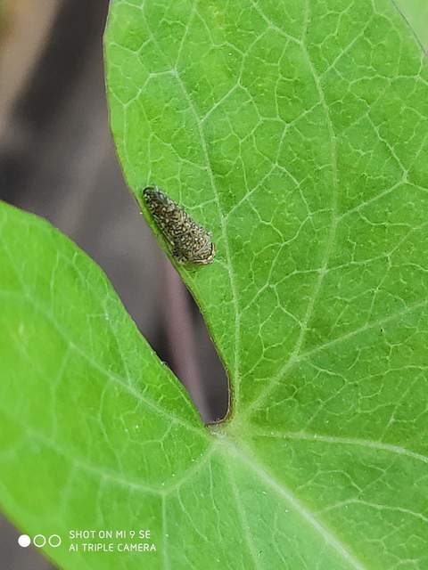 Orientus ishidae
