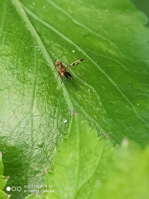 Geomyza tripunctata