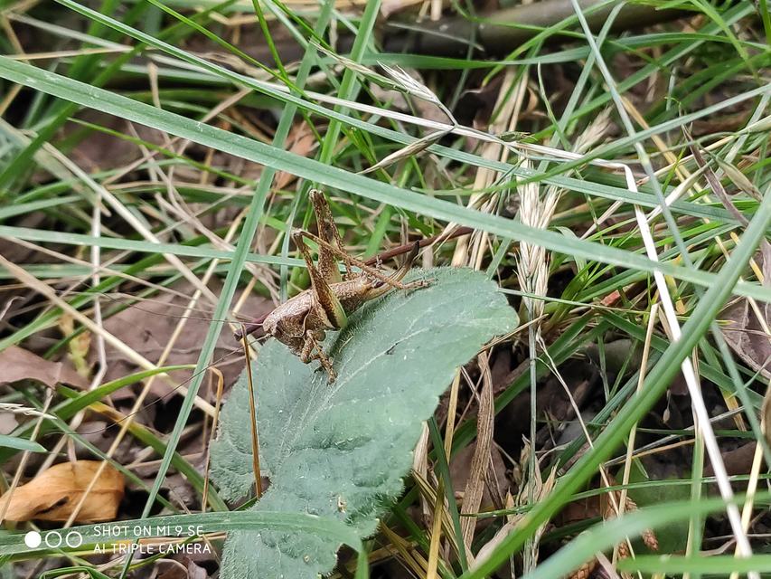 Pholidoptera griseoaptera - szürke avarszöcske