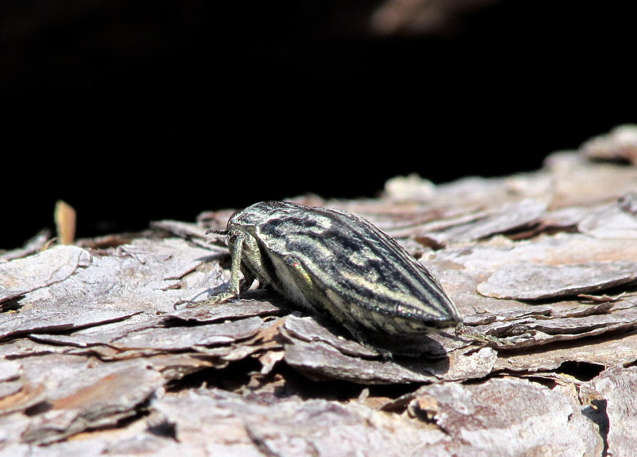 Chalcophora mariana - nagy fenyvesdíszbogár