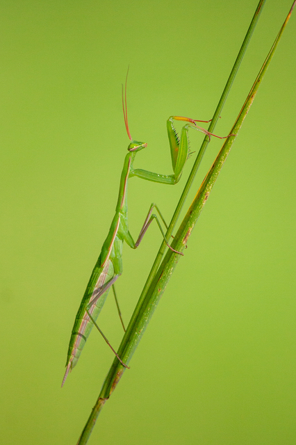 Mantis religiosa - imádkozósáska