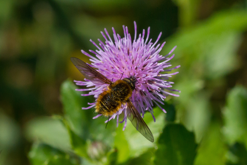Bombylisoma