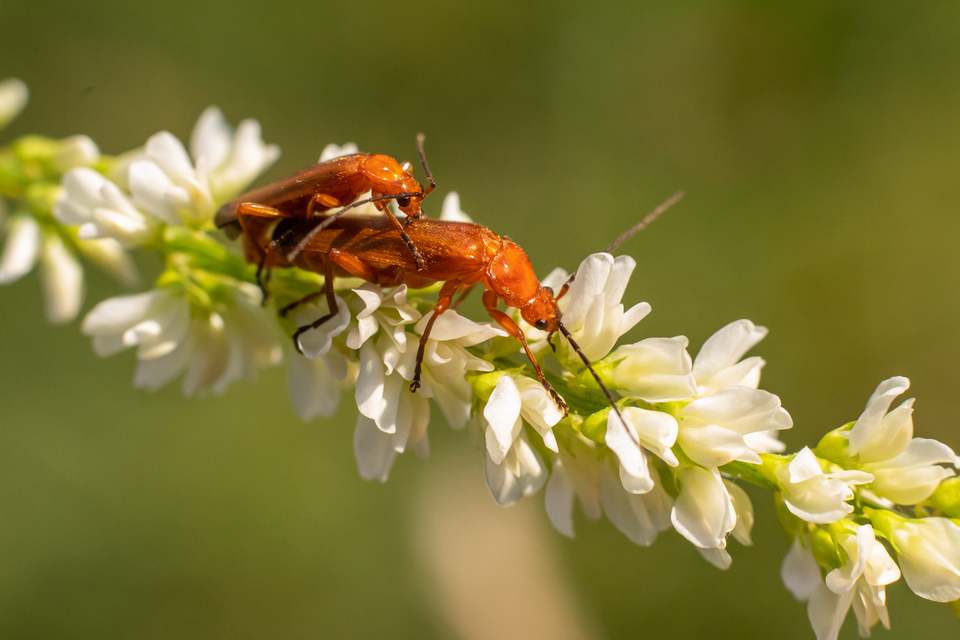 Rhagonycha fulva - feketevégű lágybogár