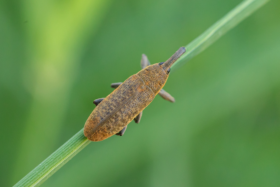 Lixus bardanae - lórom-dudvabarkó