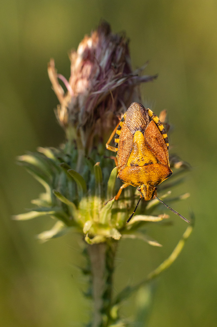 Carpocoris