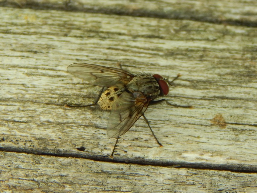 Helina