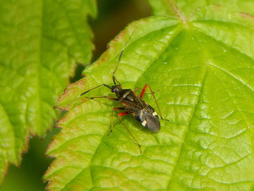 Closterotomus biclavatus - aranyszőrű mezeipoloska